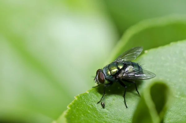 Зеленая муха в зеленой природе — стоковое фото