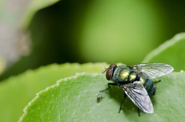 Mosca verde na natureza verde — Fotografia de Stock