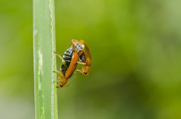 Coppia scarabeo arancione nella natura verde — Foto Stock