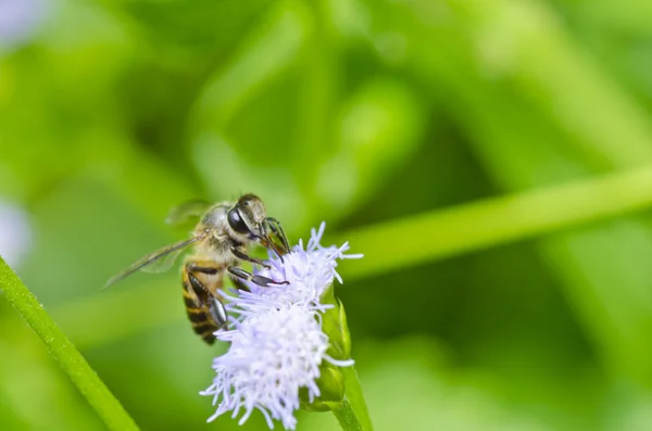 Bee op bloem in de groene natuur — Stockfoto