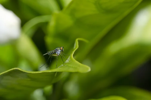 Long legs fly in green natrue — Stock Photo, Image