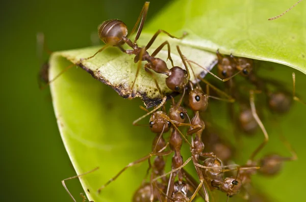 Vörös hangyák team munka — Stock Fotó