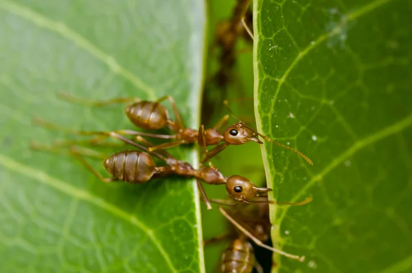 Travail d'équipe des fourmis rouges — Photo