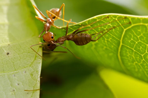 Red ants team work kiss in building home — Stock Photo, Image