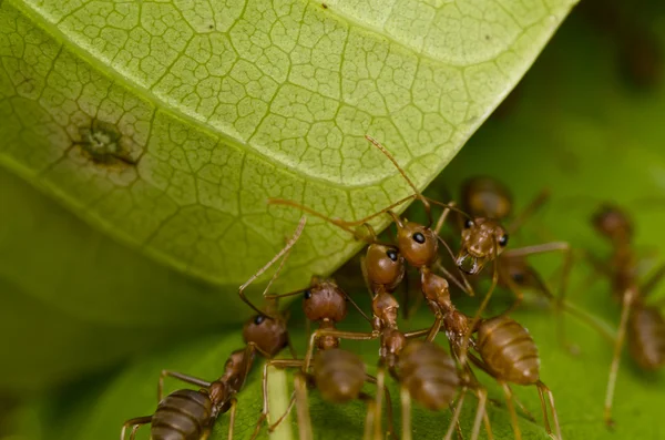 Röda myror lagarbete — Stockfoto