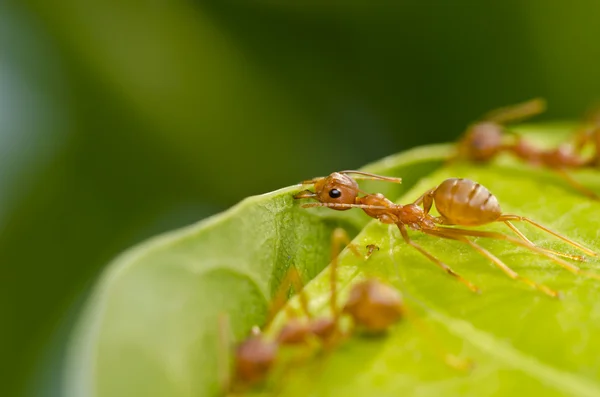 Hormiga roja tan tormentosa —  Fotos de Stock