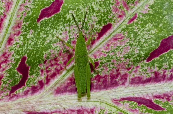 Kleine Heuschrecke auf buntem Blatt in grüner Natur — Stockfoto