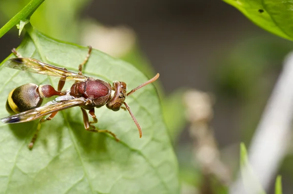 Brown wasp in green nature — Stock Photo, Image