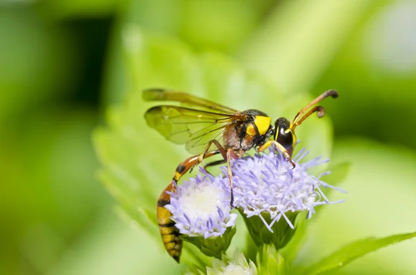 Gele wasp in de groene natuur — Stockfoto