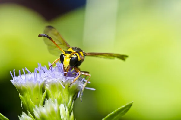 緑の自然の中で黄色のハチ — ストック写真