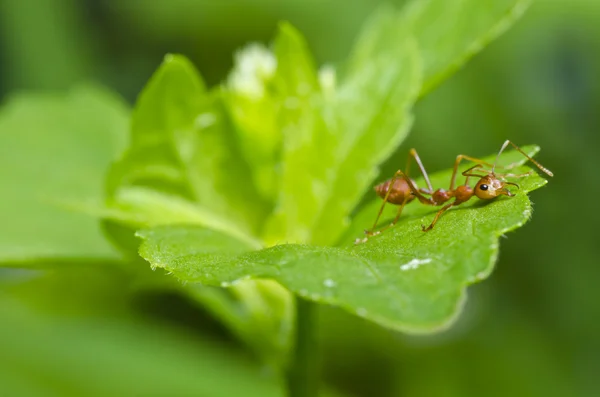 Rote Ameise so müde — Stockfoto