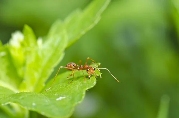 Hormiga roja en la naturaleza verde — Foto de Stock