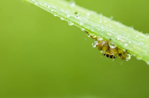 정원에서 뛰어 오르는 거미 — 스톡 사진