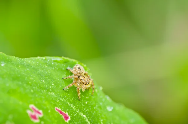 Hoppande spindel i trädgården — Stockfoto