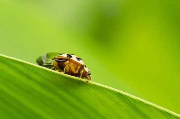 Yeşil doğanın turuncu uğur böceği — Stok fotoğraf