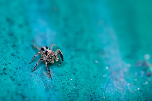 Стрибки павука в саду — стокове фото