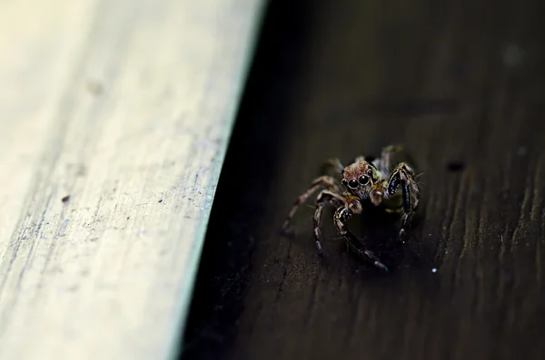 Jumping spider in garden — Stock Photo, Image