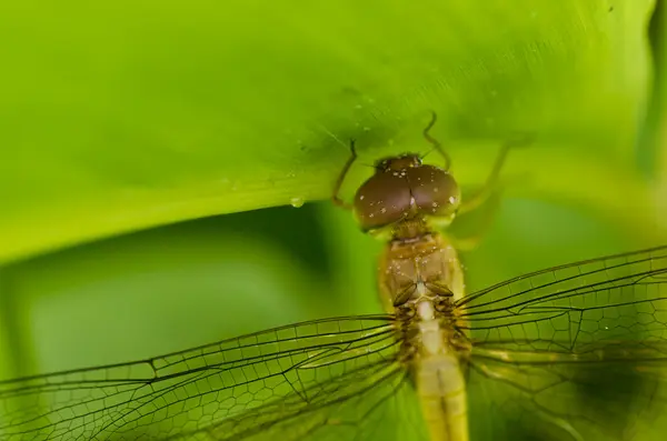 Fresh dragonfly in green nature — Stock Photo, Image