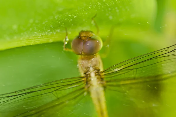 Frische Libelle in grüner Natur — Stockfoto