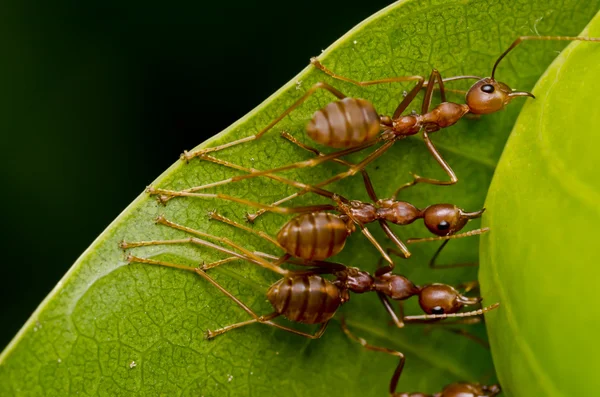 Red ants trabajo en equipo —  Fotos de Stock