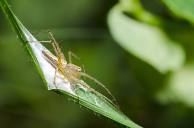 uzun bacaklı örümcek korumak yumurta