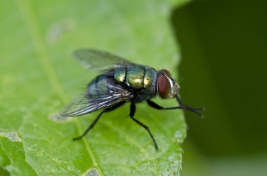 Yeşil doğada fly