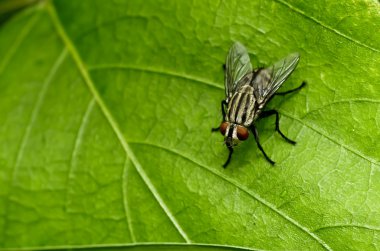 Yeşil doğada fly