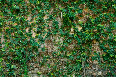 Ivy brickwall üzerinde