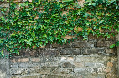 Ivy brickwall üzerinde