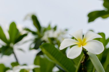 Frangipani çiçekler