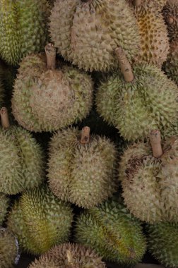 Durian Tayland