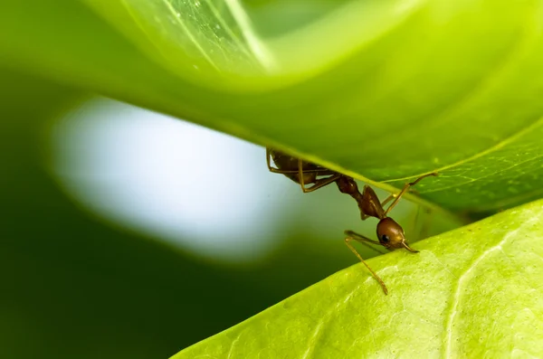 Hormiga roja poderosa —  Fotos de Stock