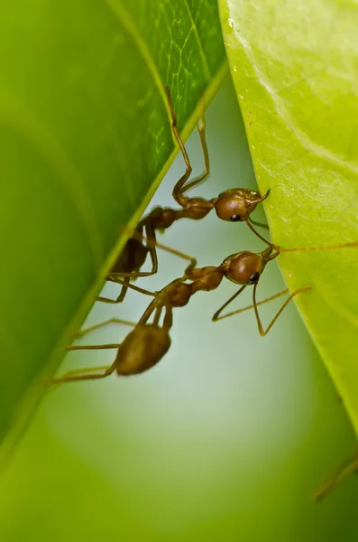 Červení mravenci týmová práce — Stock fotografie