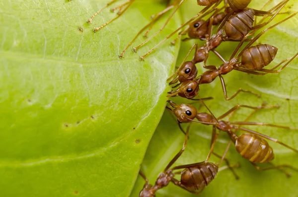 Praca w zespole czerwonych mrówek — Zdjęcie stockowe