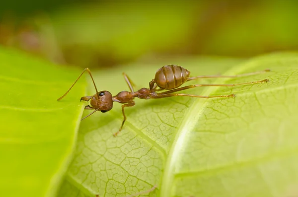 Červený mravenec silné — Stock fotografie