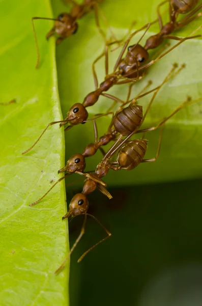 Red ants trabajo en equipo — Foto de Stock