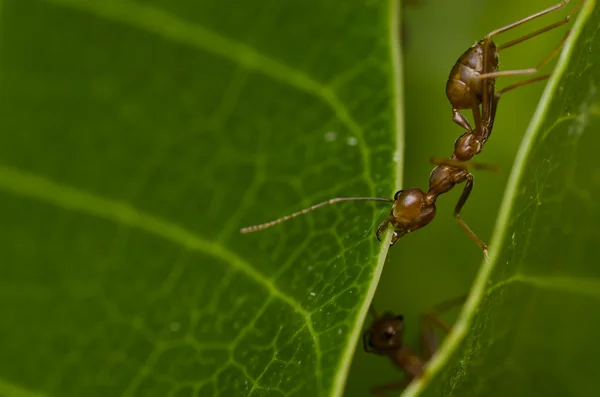 붉은 개미 강력한 — 스톡 사진