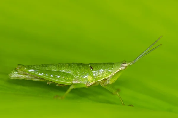 Grønn gresshoppe i grønn natur – stockfoto