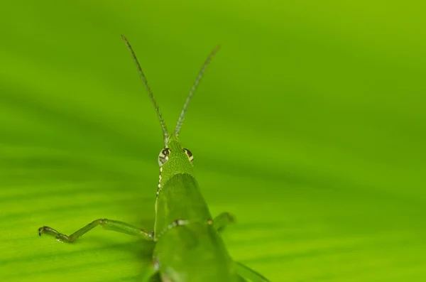 Зеленый кузнечик в зеленой природе — стоковое фото