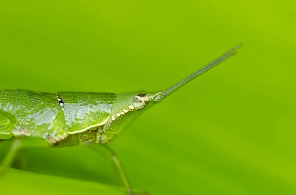 Green grasshopper in green nature — Stock Photo, Image