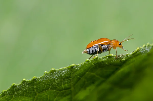 Оранжевый жук в природе — стоковое фото
