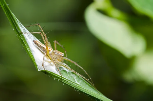 Uzun bacaklı örümcek korumak yumurta — Stok fotoğraf