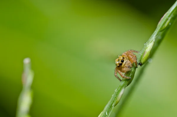 Jumping spider water drops on head — Stock Photo, Image