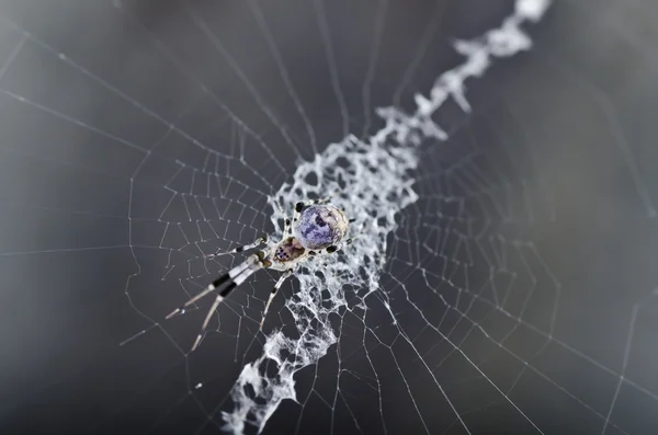 バイオレットのクモ — ストック写真