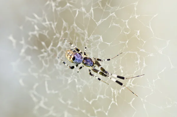 보라색 거미 — 스톡 사진