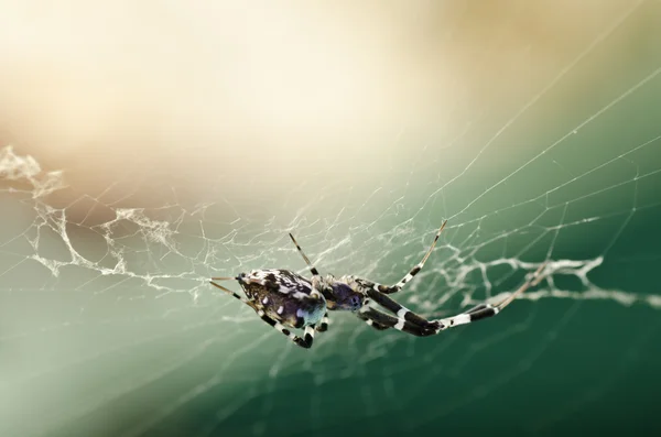 Людина-павук простір — стокове фото