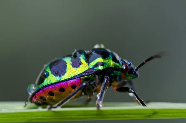 在绿色自然宝石甲虫 — 图库照片