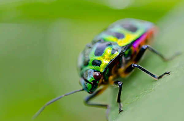 Escarabajo joya en la naturaleza verde — Foto de Stock