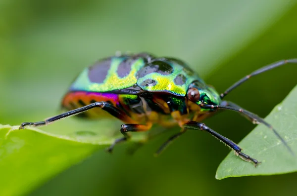 在绿色自然宝石甲虫 — 图库照片