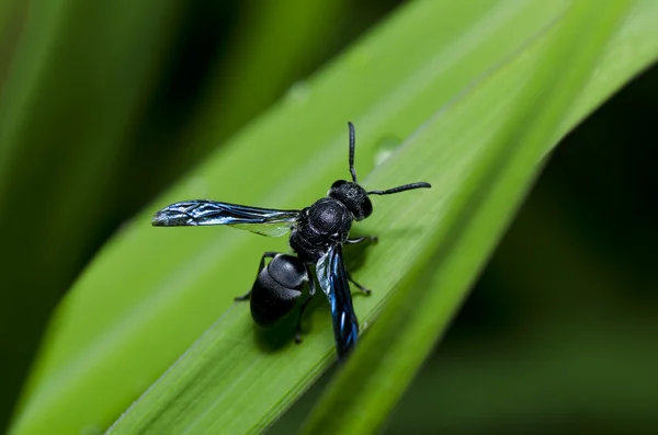 Schwarze Wespe in grüner Natur — Stockfoto
